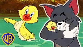 Tom amp Jerry  Best of Little Quacker  Classic Cartoon Compilation  WB Kids [upl. by Grefer]