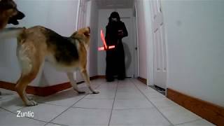 The dogs reaction to me dressed as Kylo Ren from Star Wars with lightsaber and mask [upl. by Twelve937]