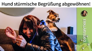 Dem Hund stürmische Begrüßung abgewöhnen ➡️ Lösung im Video ✔️ [upl. by Elauqsap]