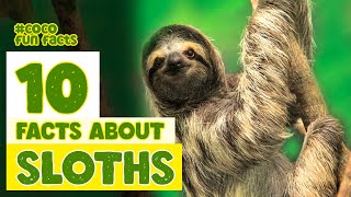 10 facts about Sloths [upl. by Buffy]