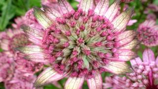 Astrantia major HD1080p [upl. by Kotz]