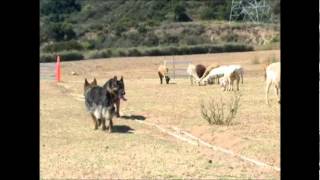 German Shepherd Group Sheep Tending [upl. by Snider]