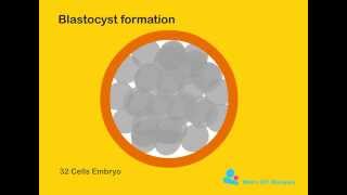 Blastocyst formation [upl. by Halfdan696]