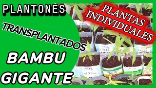 Latiflorus transplantados Bambu gigante [upl. by Hattie]