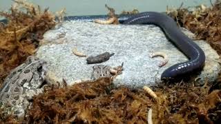 caecilian kills mealworms3 [upl. by Ravid]