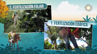 Fertilización Foliar en Café Tips del Profesor Yarumo [upl. by Hoashis]