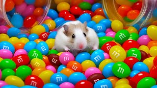 🌈 Colorful Hamster Maze with mampms Candies 🍬 [upl. by Lahcym]