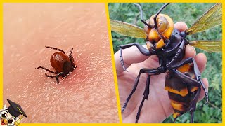 Top 10 Gevaarlijkste Insecten ter Wereld [upl. by Chic]