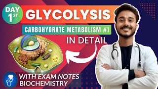 glycolysis biochemistry  carbohydrate metabolism biochemistry  glycolysis pathway biochemistry [upl. by Ailene]