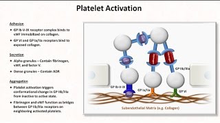 Hemostasis Lesson 2  Platelet Activation and Aggregation [upl. by Steven]