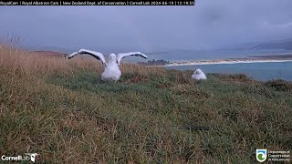 240619 Royal Albatross Cam  Happy World Albatross Day 💕 [upl. by Korie]