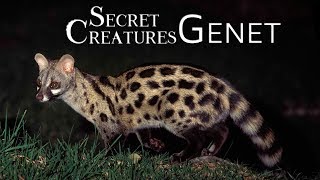 Secret Creatures Genet [upl. by Anyaj]