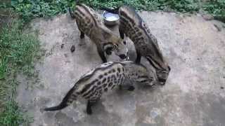 African Civet Cat Family [upl. by Nieberg791]