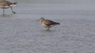 A Whimbrel calling [upl. by Htenaj]