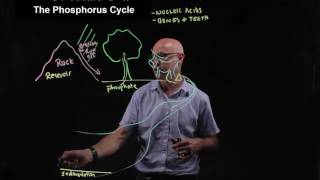 The phosphorus cycle [upl. by Peddada181]