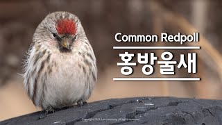 Common Redpoll 홍방울새 최종 [upl. by Asset782]