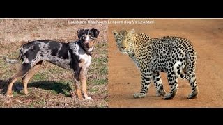 Dog Vs Leopard New Dindoshi Hill View Society Goregaon Mumbai [upl. by Adnic]