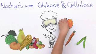 Nachweis von Glukose und Cellulose  Biologie  Stoffwechselbiologie [upl. by Fenner537]