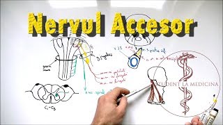 Nervul ACCESOR [upl. by Lucas]