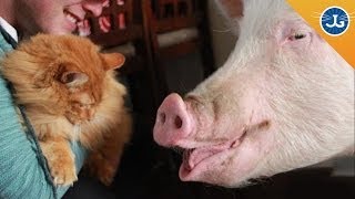 InternetFamous Esther the Wonder Pig Chats with Jackson Galaxy [upl. by Meekah348]