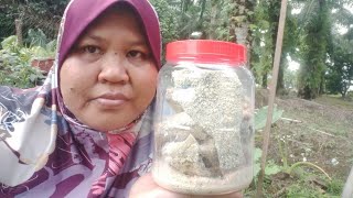 cara buat ikan pekasam talapia by kak Nur  tip garam yg paling sesuai [upl. by Medardas192]