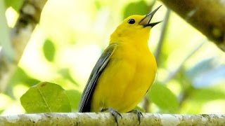 Prothonotary Warbler Song FYV [upl. by Ynots]