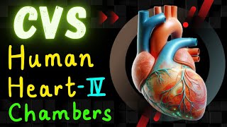 Human Heart  Left Atrium  Left Ventricle  Anatomy  Hindi  CVS Part 4  BAMS 1ST Year [upl. by Annaihr]