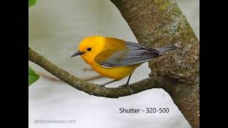 Prothonotary Warbler [upl. by Hovey]