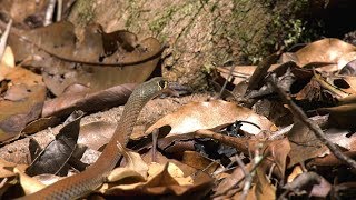 YellowFaced Whip Snake Australia 4k UHD [upl. by Gilman]