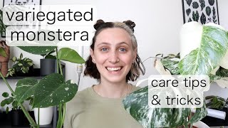 VARIEGATED MONSTERA CARE  Monstera Albo Care Tips amp Tricks [upl. by Amej585]