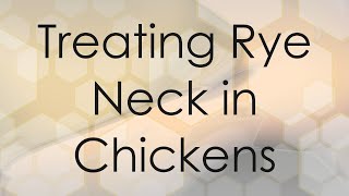 Treating Rye Neck in Chickens [upl. by Yesdnil]