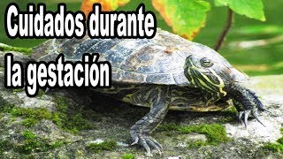 Cuidados de Tortugas en Periodo de Gestación [upl. by Eiclehc]