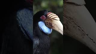 The Wreathed Hornbill A Majestic Bird With a Bony Crown birds short nature shorts shortvideo [upl. by Anecusa497]