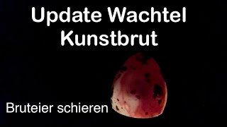 Update Kunstbrut  Wachtel ausbrüten  Bruteier schieren  Brüten mit Brutautomaten  Wachtelhaltung [upl. by Essinger]