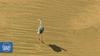 Inhabitants of the Namib The Oldest Desert in the World  Part 1 [upl. by Tiebold874]