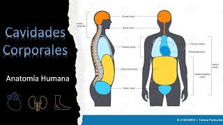 Cavidades Corporales del Cuerpo Humano [upl. by Eicam]