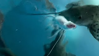 Tiger Shovelnose Catfish Eats Live Mouse [upl. by Kciredec]