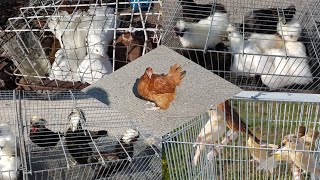 Rynek Targ Łomża 🕊🐇🦆🦃🐓🐦🐥🐣 gołębie kanarki kaczki kury gęsi króliki indyki perliki pawiki amadyna [upl. by Ibrab]