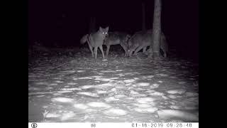 apareamiento entre un Coyote y una Loba lobo [upl. by Nnaeinahpets]