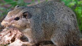 Interesting facts about dassie by weird square [upl. by Rattray]