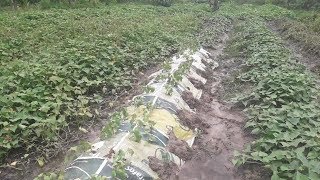 Terra boa para plantação de batatas  terreno alagado [upl. by Clifford863]