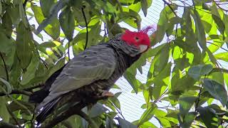 El Cacatua Gang Gang Sydney Australia [upl. by Nashom]