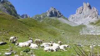 Troupeaux dAnsabère Pyrénées [upl. by Feilak]