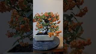 Bonsai Pyracantha [upl. by Vergne]