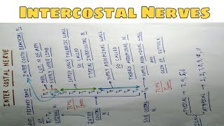 Intercostal Nerves  Part 1  Chart  The Charsi of Medical Literature [upl. by Ennaylil517]