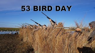 Big Limit of Pintails Best Duck Hunt So Far of 2018 [upl. by Ennayelsel]