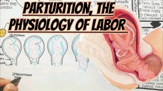 Physiology Of LaborParturition [upl. by Adas]