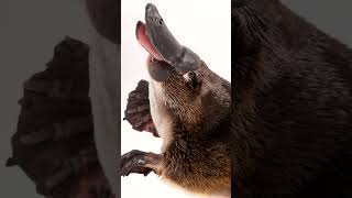 platypusduckbill 😯😱 shorts shortsfeed mammal platypus mammalia animals [upl. by Anelhtac122]