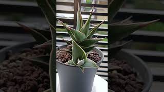 Sansevieria Pinguicula update after 1yr shortvideo sansevieria pinguicula 多肉植物 虎尾兰 plantupdate [upl. by Rosenberger]