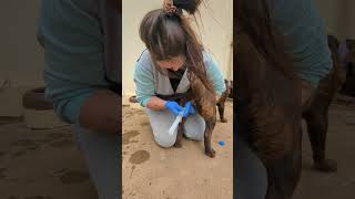 Artificial Insemination Labrador Dog Female [upl. by Fraya186]